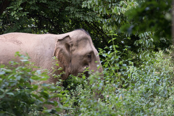 Obraz premium Asiatic Elephant is big five animal in