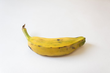 Bottom view of a fully ripe Burro banana, Orinoco, Bluggoe, Horse, Hog and Largo banana, isolated on white, horizontal aspect