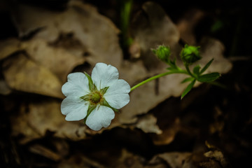 Macro photo of one early single white wood anemone growing against brownish background. White anemone blooming in forest on spring