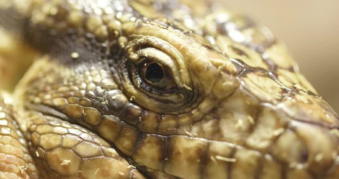 Close up of Collared Lizard