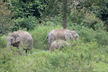Obraz premium Asiatic Elephant is big five animal in