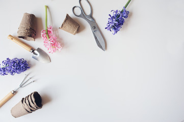 gardener spring table top view with hyacinth flowers, peat pots and garden tools on white background with empty space. Preparing for seasonal yard work