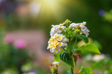 Fleurs de Lantana.