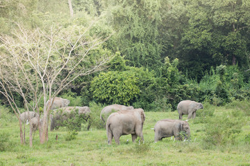 Naklejka premium Asiatic Elephant is big five animal in asia