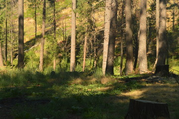 Forest With Many Peacocks Sucking Up For Thanksgiving Day Yosemite National Park. Nature Travel Holidays. June 29, 2017. Yosemite National Park. Mariposa California. USA. USES.