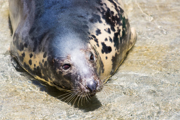 Grey Seal, Halichoerus grypus, detail portrait