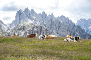 Fototapeta na wymiar breeding of cows in the high mountains on the Alps.