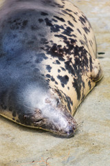 Grey Seal, Halichoerus grypus, detail portrait