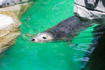 Grey Seal, Halichoerus grypus, detail portrait