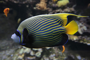 Pfauen-Kaiserfisch (Pygoplites diacanthus) 