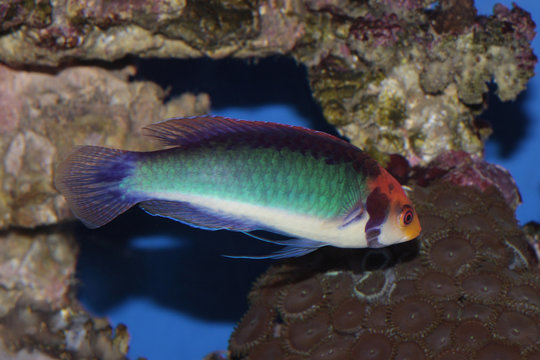 Rotaugen-Zwerglippfisch (Cirrhilabrus solorensis)