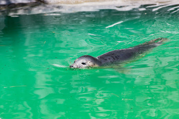 Fototapeta premium Grey Seal, Halichoerus grypus, detail portrait