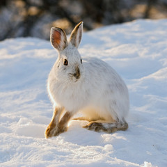 Snowshoe Hare © Howard