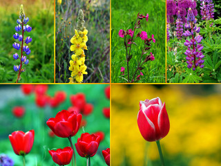 Blumenvielfalt