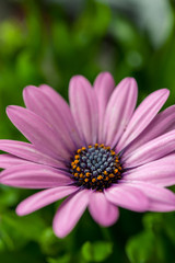 Obraz premium Close up of pink African daisy, Osteospermum, flower