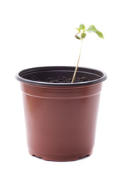 isolated flowerpot cherry tree