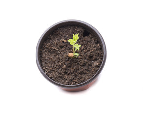 flowerpot up apricot