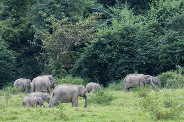 Asiatic Elephant is big five animal in