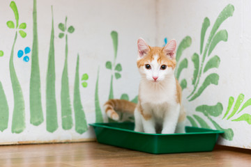red little kitten is sitting in a cat's toilet of green color