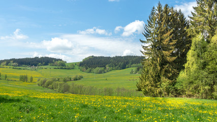 Wide Dandelion field under blue sky and pine forest