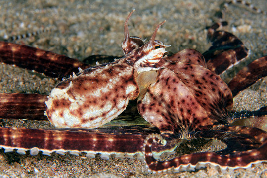 Close-up of a Mimic Octopus (Thaumoctopus mimicus) on Sandy Bottom. Anilao, Philippines