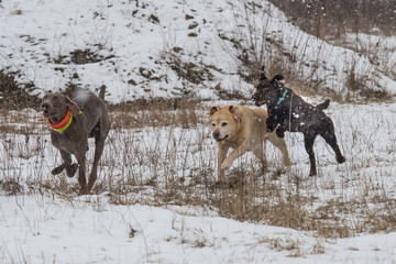 Drei Hunde haben Spaß im Schnee
