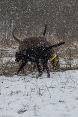 Jagdhunde schnüffeln im Schnee