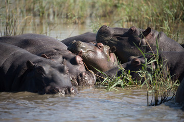 Fröhliche Hippos im Fluss in Afrika