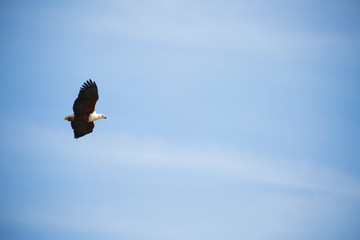 Afrikanischer Seeadler im Nationalpark Südafrika