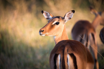 Antilope en safari en Afrique du Sud