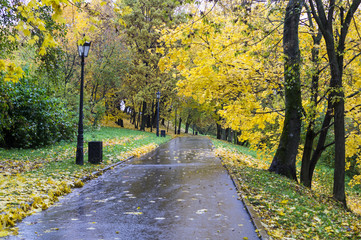 road through the park at rainy autumn morning. background, nature.