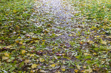 Obraz premium road through the park at rainy autumn morning. background, nature.