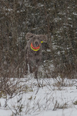 Weimaraner Jagdhund bei winterlicher Drückjagd