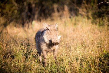 Warzenschwein im Nationalpark Afrika