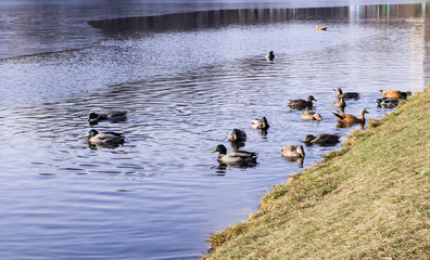 ducks on the park lake at late autumn, winter. background, animals