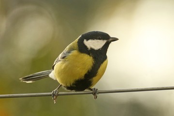 Tomtit sitting on a wire
