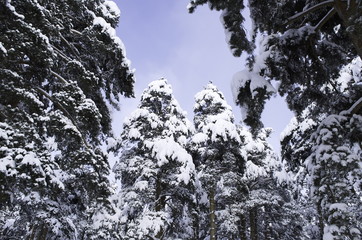 Pine trees in the snow against the blue sky. 