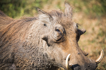 Warzenschwein im Nationalpark Afrika