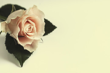 Rożowa róża na białym tle - obrazy, fototapety, plakaty