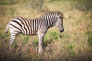 Fototapeta na wymiar Zebra in Afrika, Hluhluew Park Südafrika