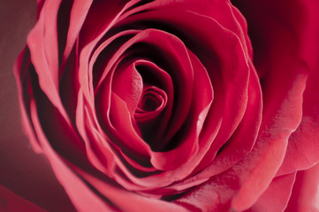 Czerwona róża  z bliska