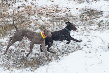 Zwei Junge Jagdhunde im Freilauf