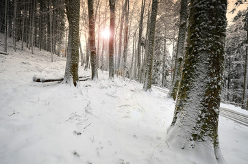 beautiful snow-covered forest with sun light