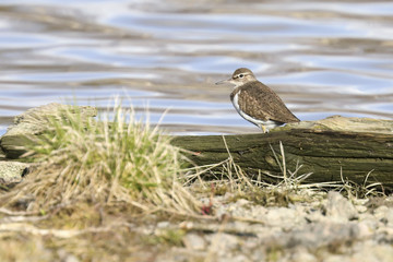 Common sandpiper