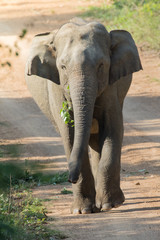 Asiatic Elephant is big five animal in asia