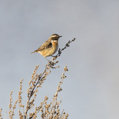 Whinchat