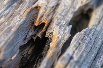 Wooden Log