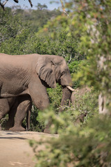 Afrikanischer Elefant in Safari in Südarfika