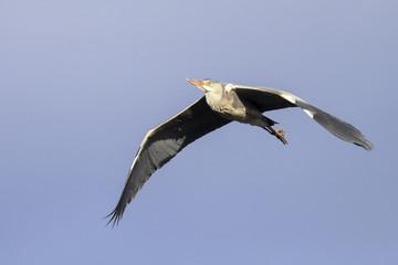 Grey heron