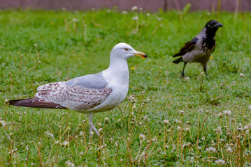 Birds in the city square.